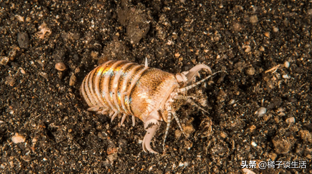 号称“海底绞肉机”，一口将鱼切成两半！博比特虫究竟有多可怕？