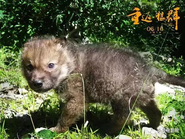 五星推荐这部国产纪录片：一个美女和一匹狼的真实故事