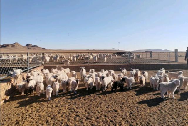 芉群中岀现可爱的双胞胎小羊