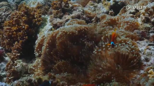 撕开现实社会遮羞布！三女被迫离港久住海岛，真实原因刺痛年轻人