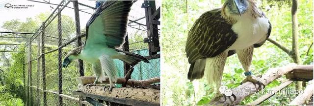 菲律宾的国宝被寄养在新加坡,心酸还是荣耀?