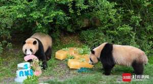 法国熊猫(奥运期间过生日，大熊猫双胞胎是法国顶流“姐妹花”)