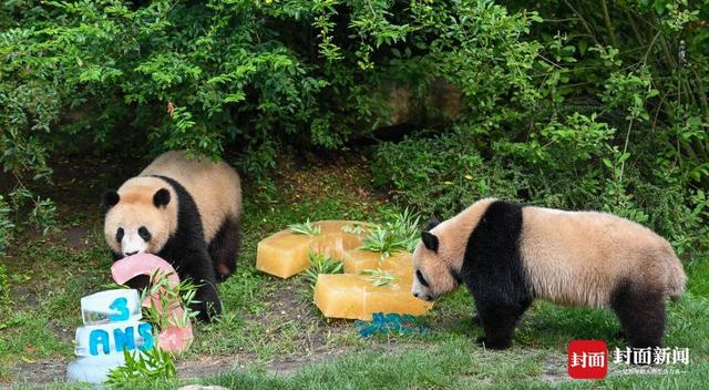 奥运期间过生日，大熊猫双胞胎是法国顶流“姐妹花”