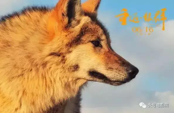 五星推荐这部国产纪录片：一个美女和一匹狼的真实故事