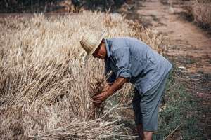 蛋叔(1987年父亲和三胜、蛋叔去陕西赶麦场，二十多天后回来黑了瘦了)