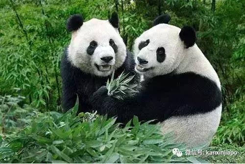 菲律宾的国宝被寄养在新加坡,心酸还是荣耀?