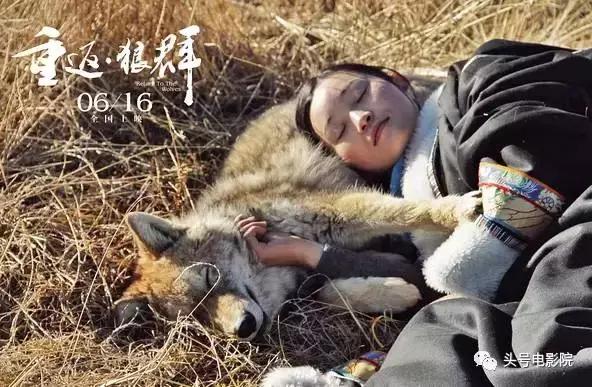 五星推荐这部国产纪录片：一个美女和一匹狼的真实故事