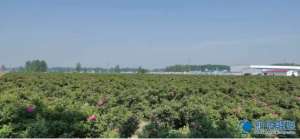 孑然一身的诗句(走，去赴一场玫瑰之约)