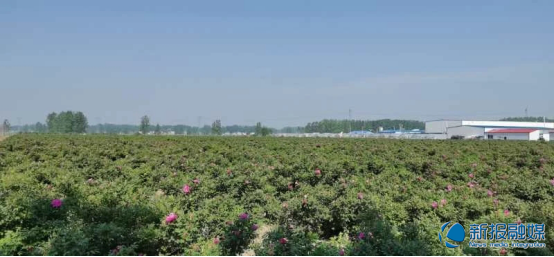 走,去赴一场玫瑰之约