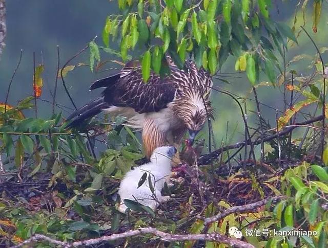 菲律宾的国宝被寄养在新加坡,心酸还是荣耀?