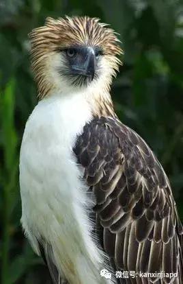 菲律宾的国宝被寄养在新加坡,心酸还是荣耀?