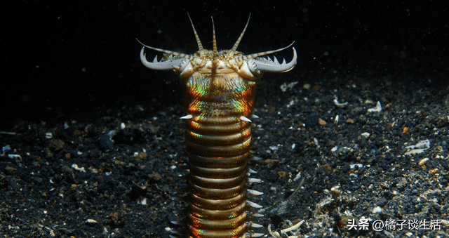 号称“海底绞肉机”，一口将鱼切成两半！博比特虫究竟有多可怕？