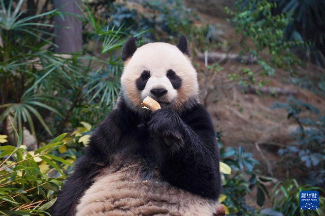 香港故事丨“熊抱”的幸福：大熊猫与香港的独家记忆