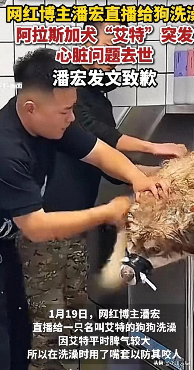 网红潘宏直播给狗洗澡，艾特挣脱扎带二次被绑最终去世！后续来了