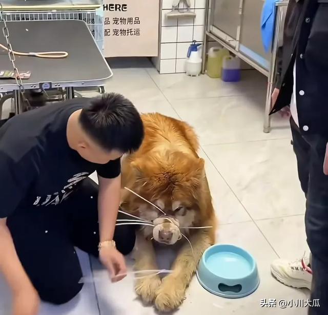 网红潘宏直播给狗洗澡，艾特挣脱扎带二次被绑最终去世！后续来了