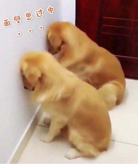 打滚、打屁股、淋洗脚水……低俗直播,不堪入目