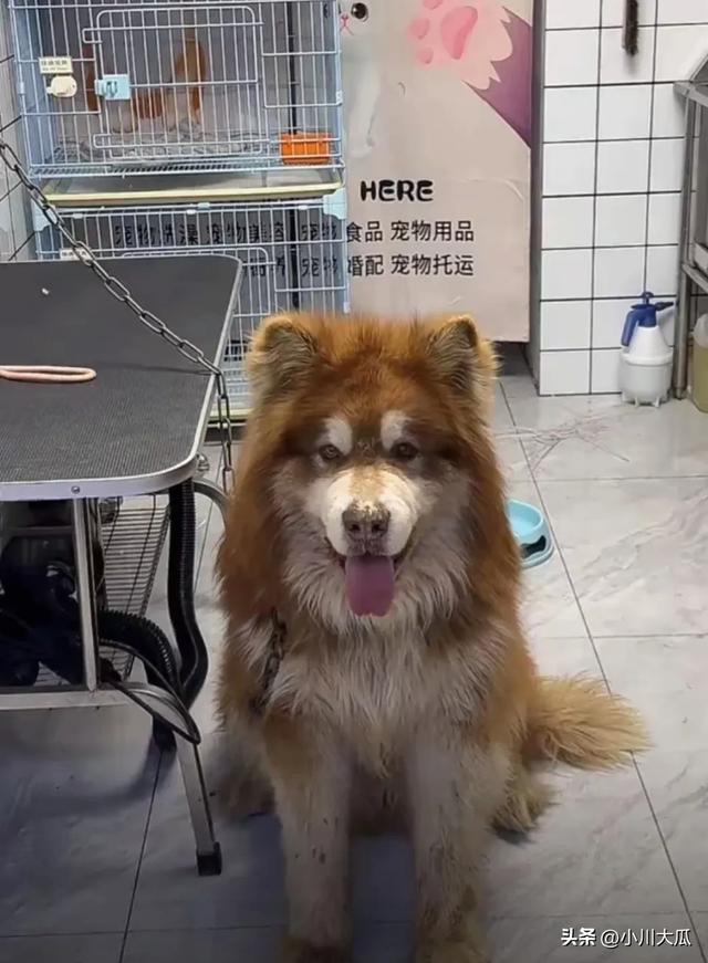 网红潘宏直播给狗洗澡，艾特挣脱扎带二次被绑最终去世！后续来了