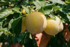 女主播子汐(千万粉丝网红唐艺参加儿子初中毕业礼泪流满面，将与郭有才同台)