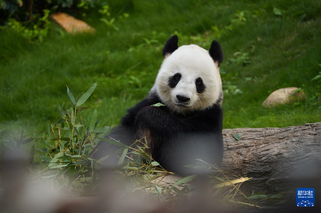 香港故事丨“熊抱”的幸福：大熊猫与香港的独家记忆