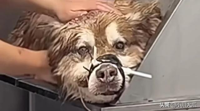 网红潘宏直播给狗洗澡，艾特挣脱扎带二次被绑最终去世！后续来了