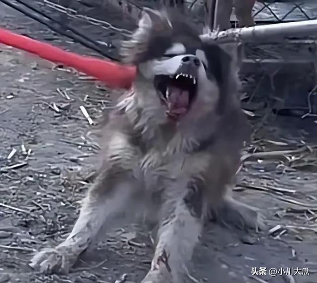 网红潘宏直播给狗洗澡，艾特挣脱扎带二次被绑最终去世！后续来了