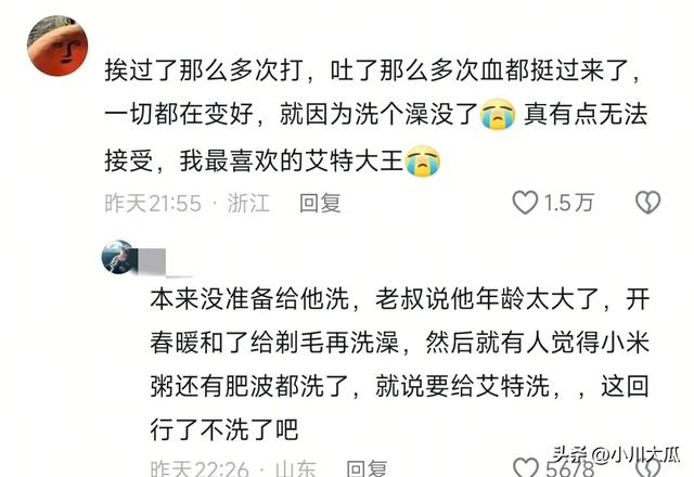 网红潘宏直播给狗洗澡，艾特挣脱扎带二次被绑最终去世！后续来了