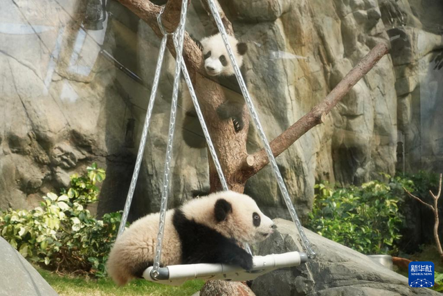 香港故事丨“熊抱”的幸福：大熊猫与香港的独家记忆