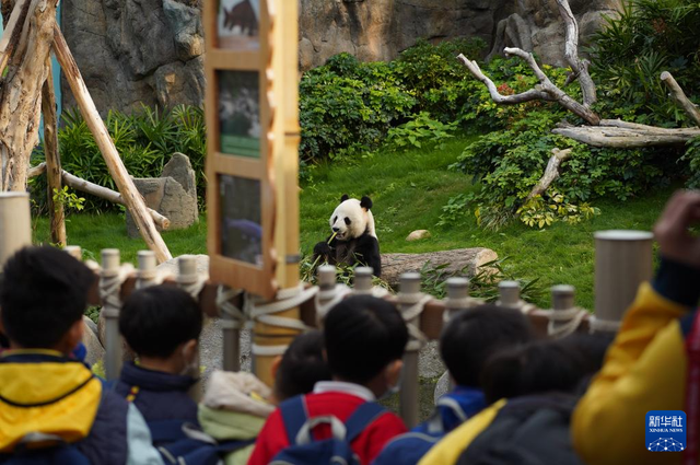 香港故事丨“熊抱”的幸福：大熊猫与香港的独家记忆