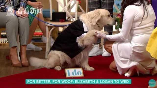 200多次相亲无果 49岁女模嫁6岁爱犬 电视台直播：婚礼画风如何？