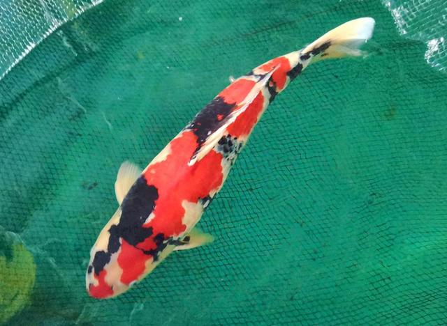 奋斗者·正青春丨一条观赏鱼售价10余万，小伙誓做宁夏锦鲤“第一人”