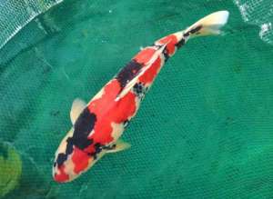 女主播芦伟(奋斗者·正青春丨一条观赏鱼售价10余万，小伙誓做宁夏锦鲤“第一人”)