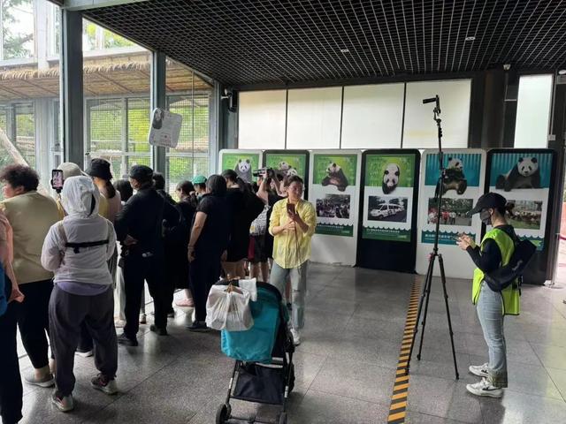 要备案，有专区！在北京动物园直播“顶流”熊猫有规矩，违规三次就禁播