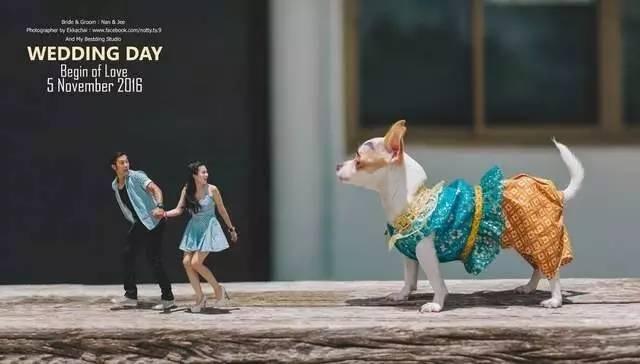 泰国小人婚纱摄影系列,跟童话一样的真实~~~