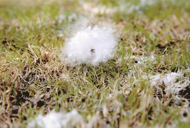 路边的美丽异木棉树枝上挂满成熟果实 引市民围观