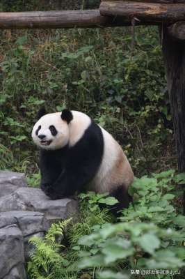 熊猫女主播h好h(可爱大熊猫——九九，懂得养生，红山动物园的著名擦边女主播)