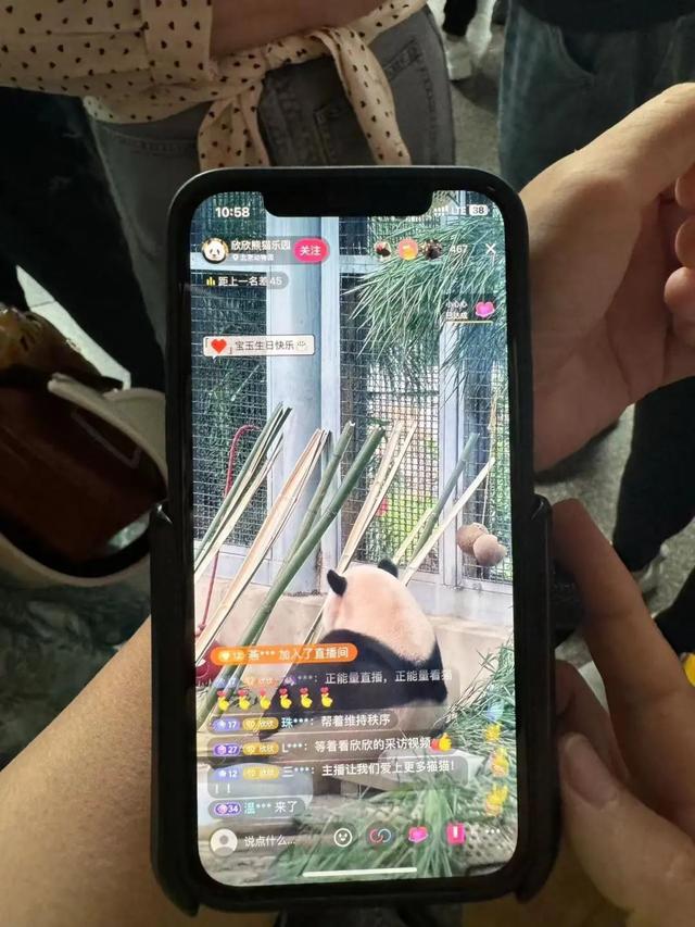 要备案，有专区！在北京动物园直播“顶流”熊猫有规矩，违规三次就禁播