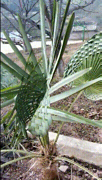 如何评价这个女主持人，主持了一半把丝袜脱了？