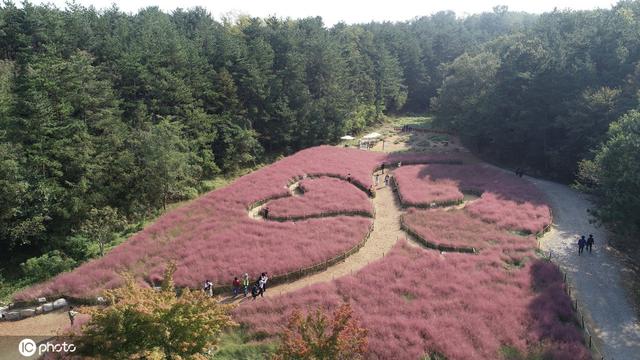 韩国蔚山粉黛乱子草迎观赏季 如烟如纱美如幻境