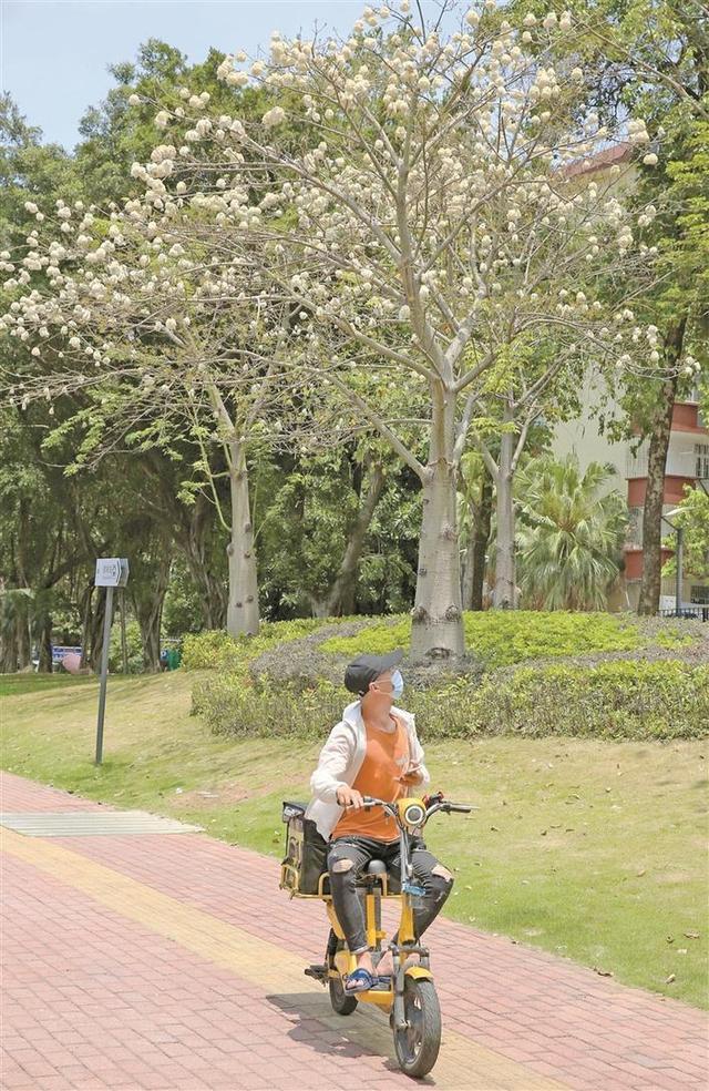 路边的美丽异木棉树枝上挂满成熟果实 引市民围观