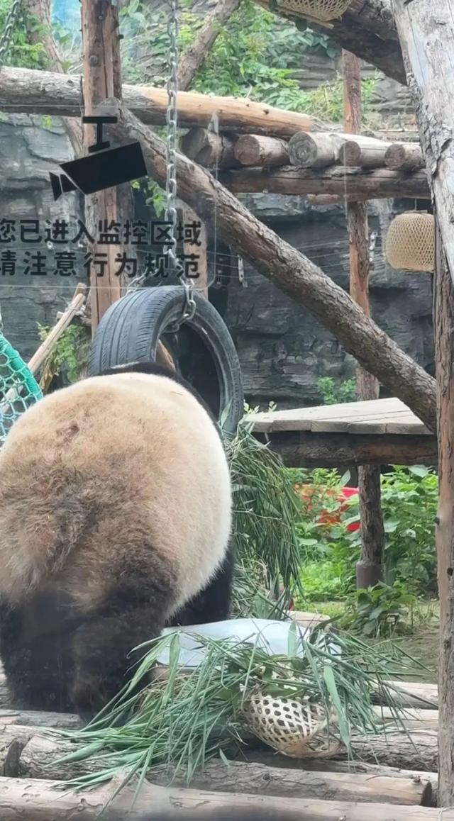 要备案，有专区！在北京动物园直播“顶流”熊猫有规矩，违规三次就禁播