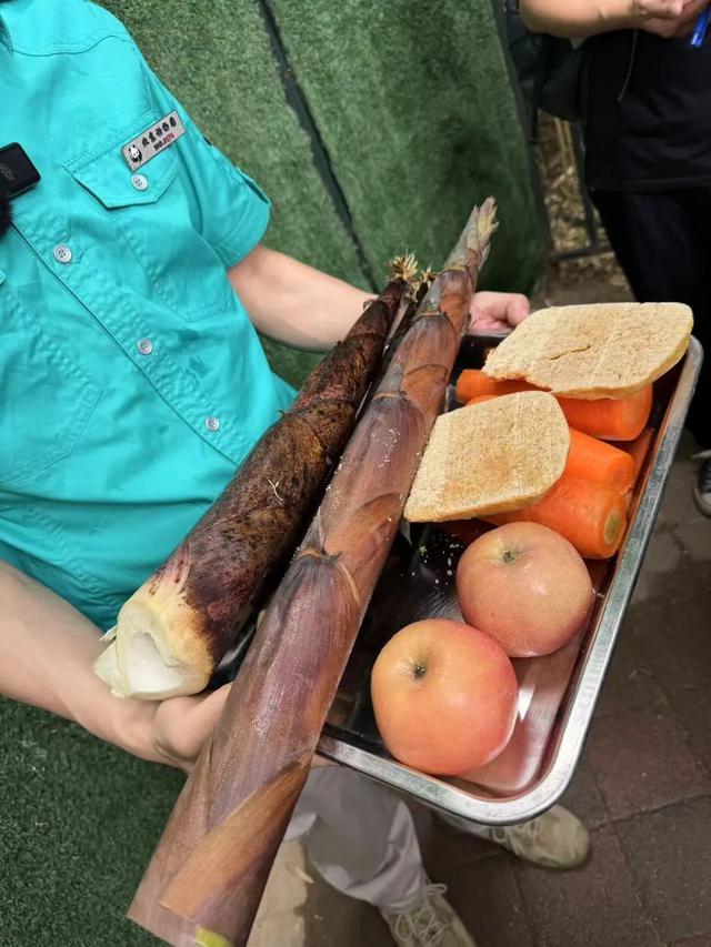 要备案，有专区！在北京动物园直播“顶流”熊猫有规矩，违规三次就禁播