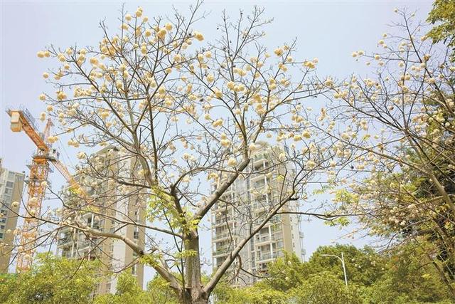 路边的美丽异木棉树枝上挂满成熟果实 引市民围观