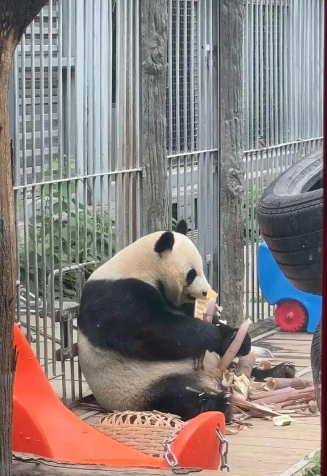要备案，有专区！在北京动物园直播“顶流”熊猫有规矩，违规三次就禁播
