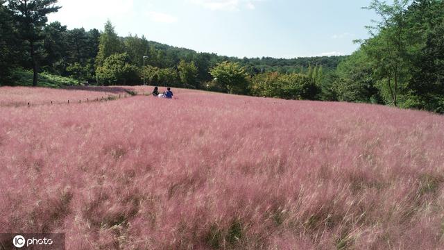 韩国蔚山粉黛乱子草迎观赏季 如烟如纱美如幻境