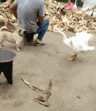 “弟弟的女同学才初一，都这么早熟了吗？”哈哈哈