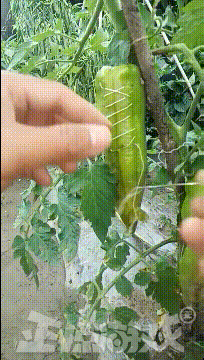 正惊GIF：有善口技者！美女肺活量惊人，一口气将鸡蛋从壳里吹出？