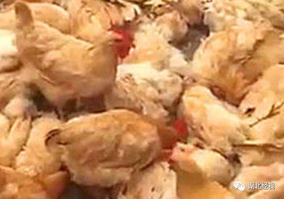 无耻！50岁男子诱拐17岁少女，跟妻子三人同居……｜睡前嘿嘿嘿