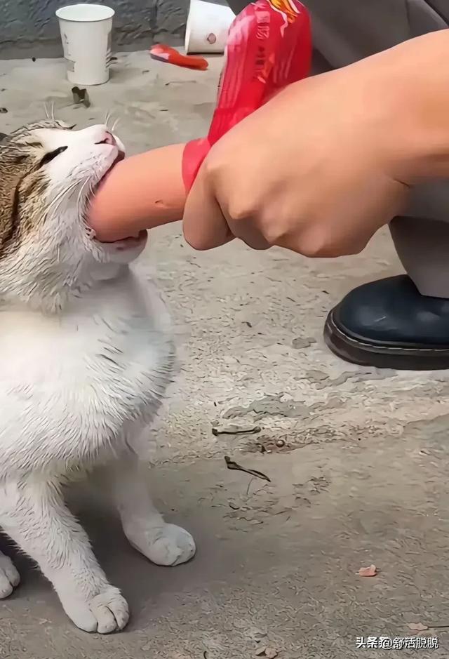 劲爆录音！卢文庆自称睡过三只羊的所有女主播，点名卓仕琳七老板