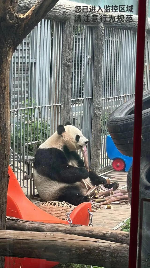 要备案，有专区！在北京动物园直播“顶流”熊猫有规矩，违规三次就禁播