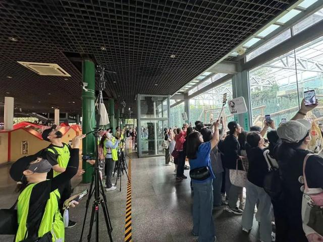 要备案，有专区！在北京动物园直播“顶流”熊猫有规矩，违规三次就禁播